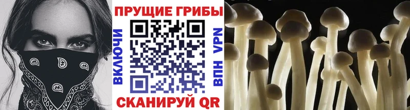 Галлюциногенные грибы Cubensis  цены   Можайск 